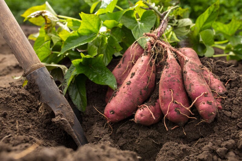 Natures Sweet Potato Lotion- Saturates Your Skin With Natural Vitamin A (Retinol), Antioxidants And More. This Lotion Is A Powerful Anti-Aging Body Lotion.